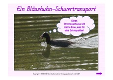 Ein-Blässhuhn-Schwertransport.pdf